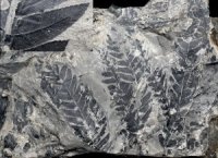 Cladophlebis